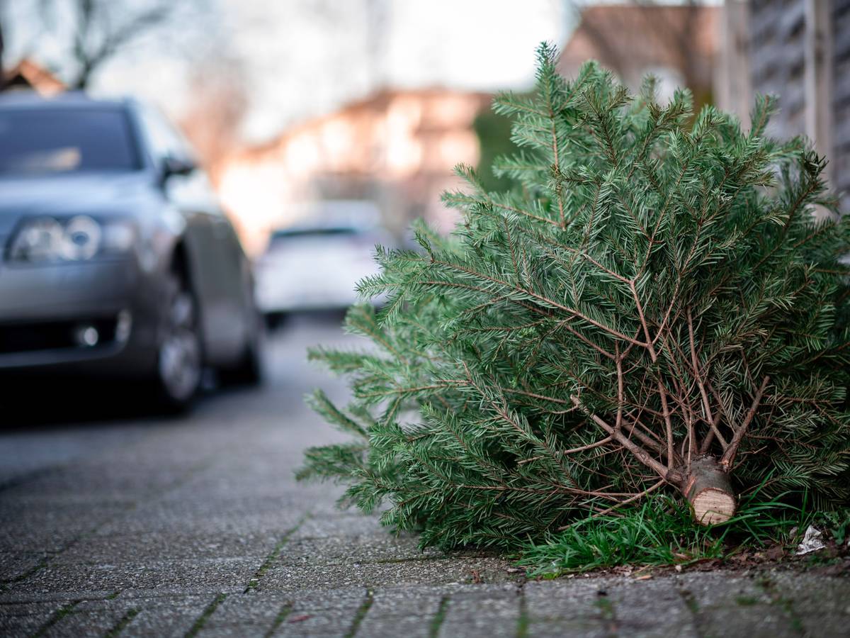 Ein Tannenbaum liegt an einer Straße.