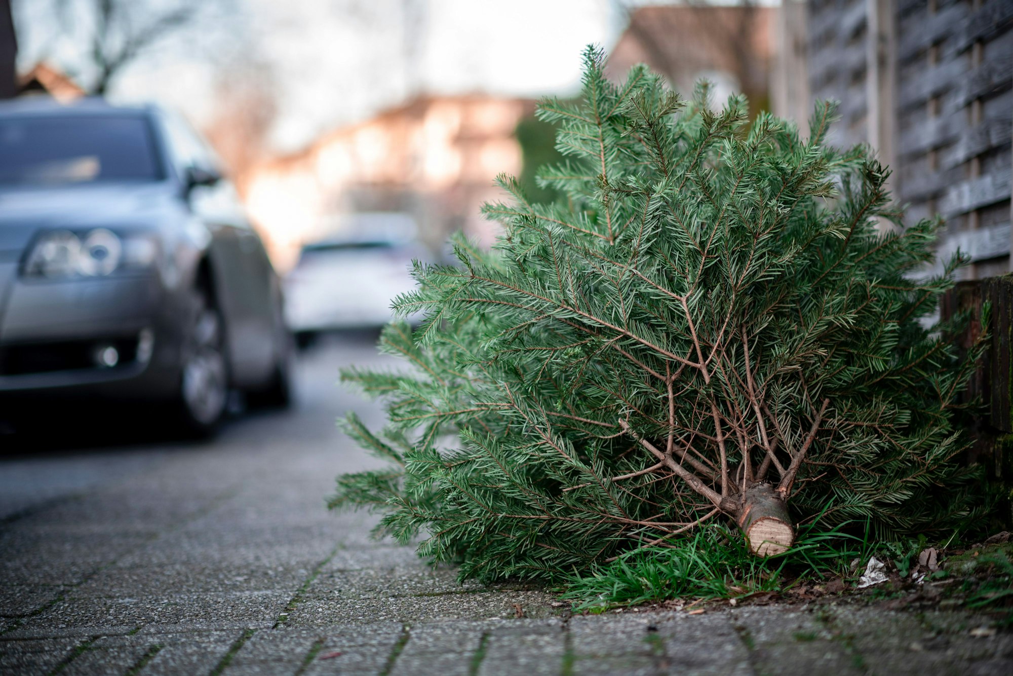 Ein Tannenbaum liegt an einer Straße.