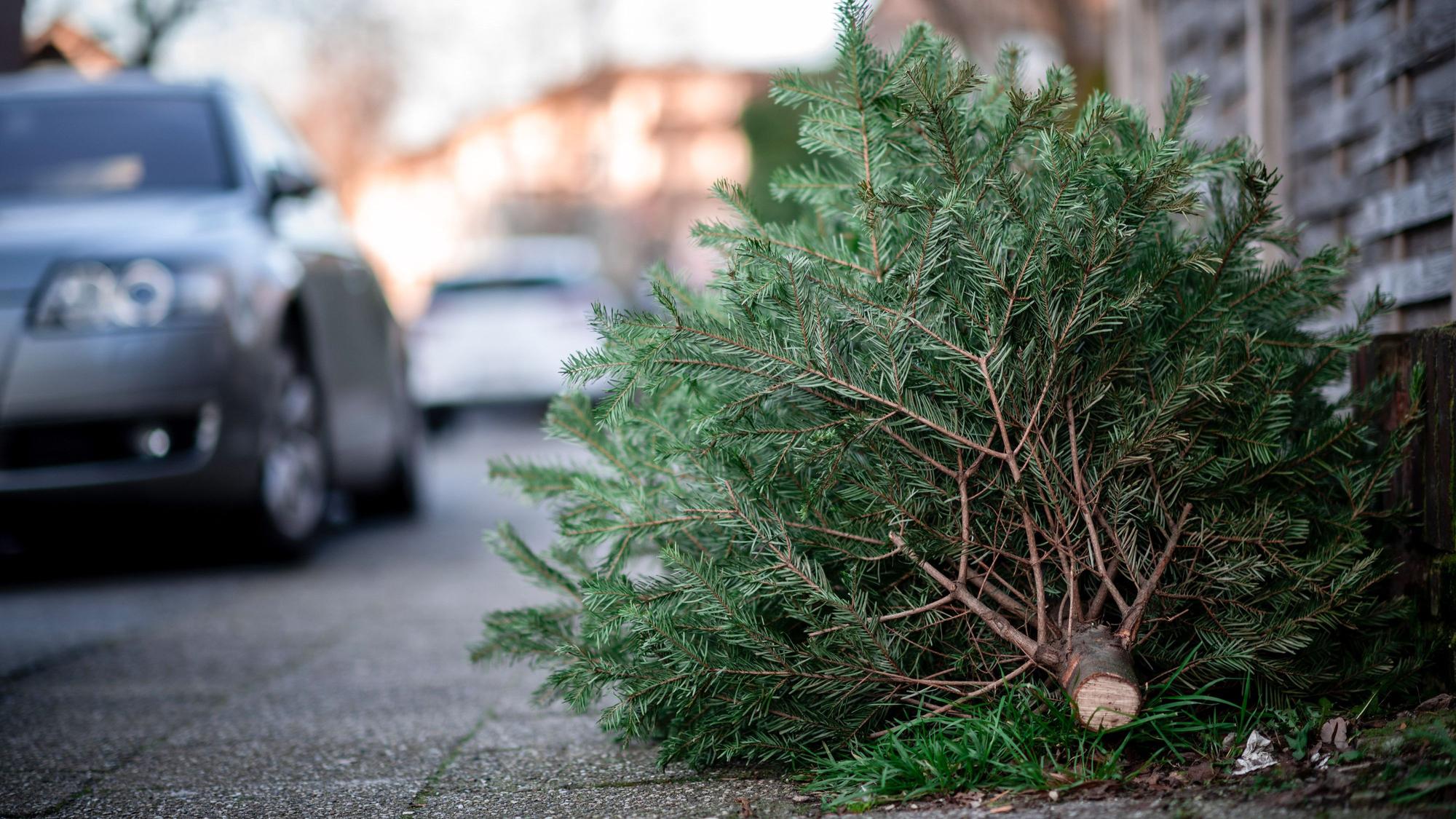 Ein Tannenbaum liegt an einer Straße.