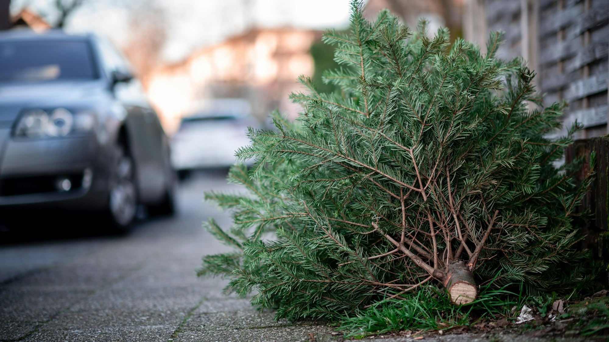 Ein Tannenbaum liegt an einer Straße.