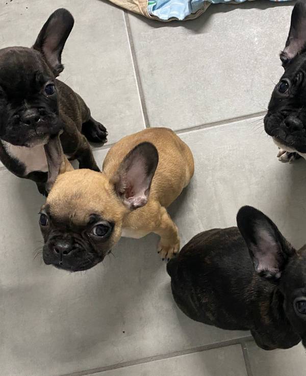 Illegaler Welpen-Handel: Tierheim Dellbrück nimmt Bulldoggen auf und pflegt sie gesund.