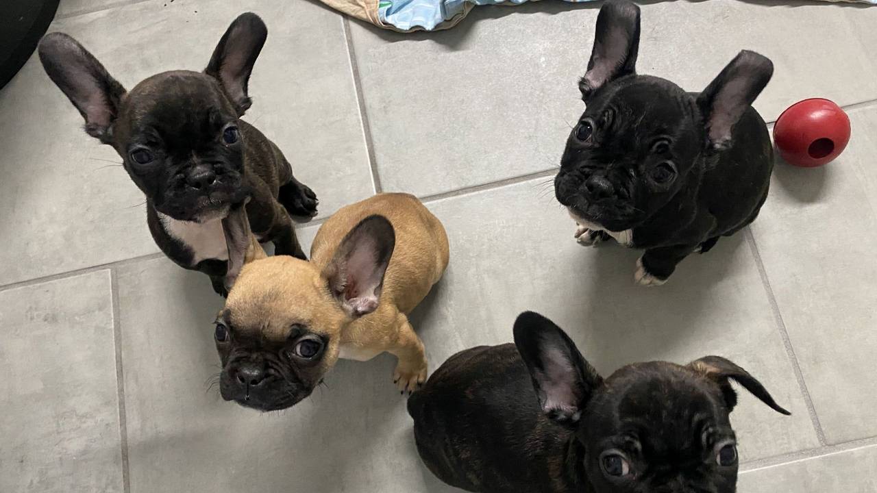 Illegaler Welpen-Handel: Tierheim Dellbrück nimmt Bulldoggen auf und pflegt sie gesund.