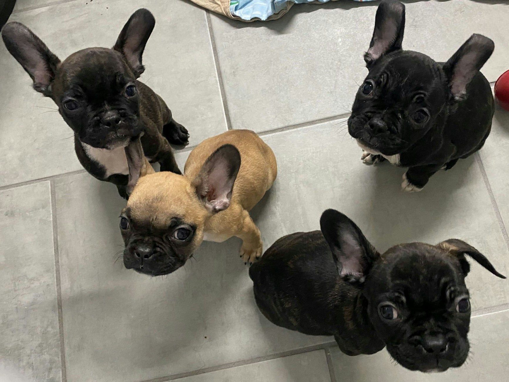 Illegaler Welpen-Handel: Tierheim Dellbrück nimmt Bulldoggen auf und pflegt sie gesund.