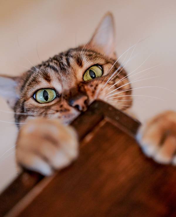 Katzenhaare entfernen: Jeder, der eine Katze hat, kennt das Problem. Die Tierhaare können sehr widerspenstig sein. Wir haben Tipps und Tricks, um der Lage Herr zu werden.