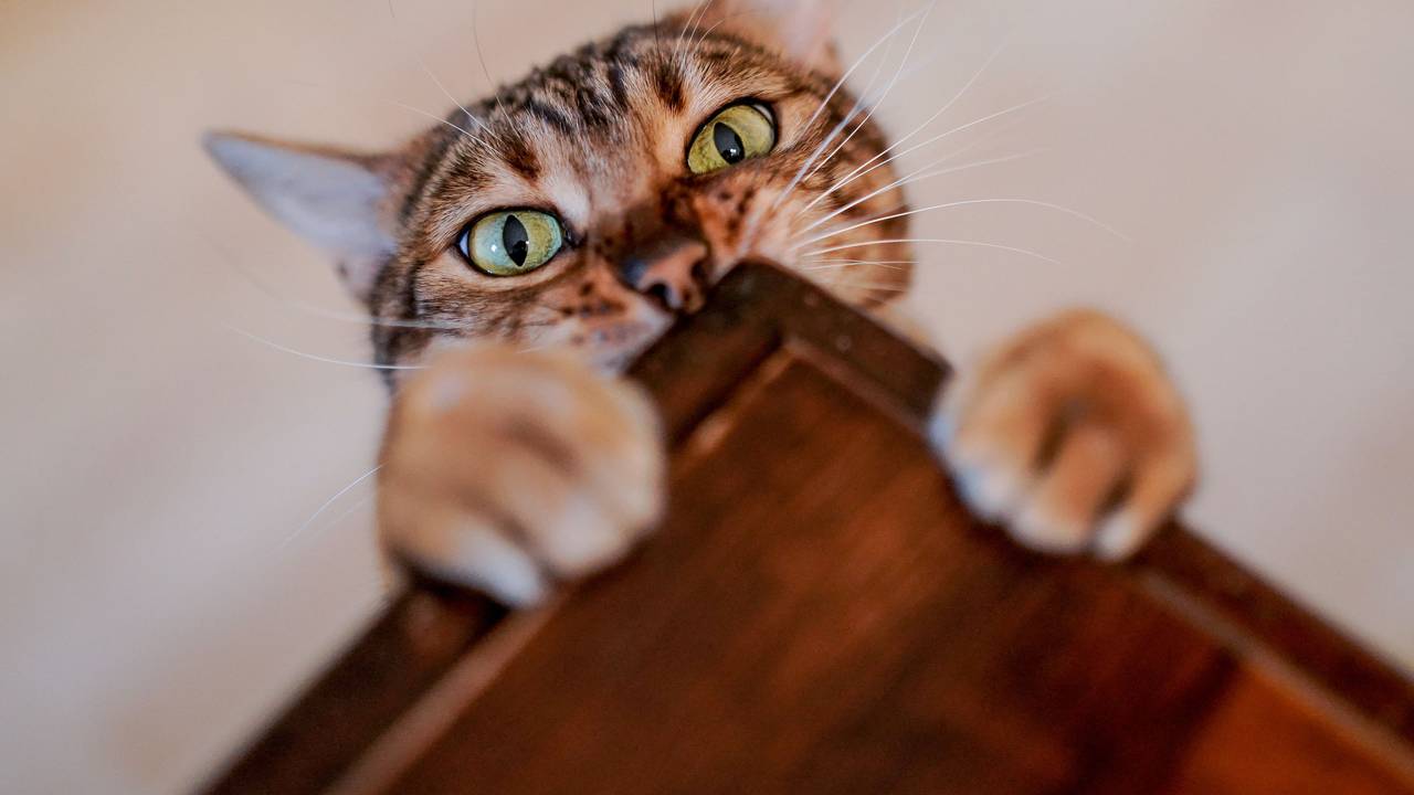 Katzenhaare entfernen: Jeder, der eine Katze hat, kennt das Problem. Die Tierhaare können sehr widerspenstig sein. Wir haben Tipps und Tricks, um der Lage Herr zu werden.