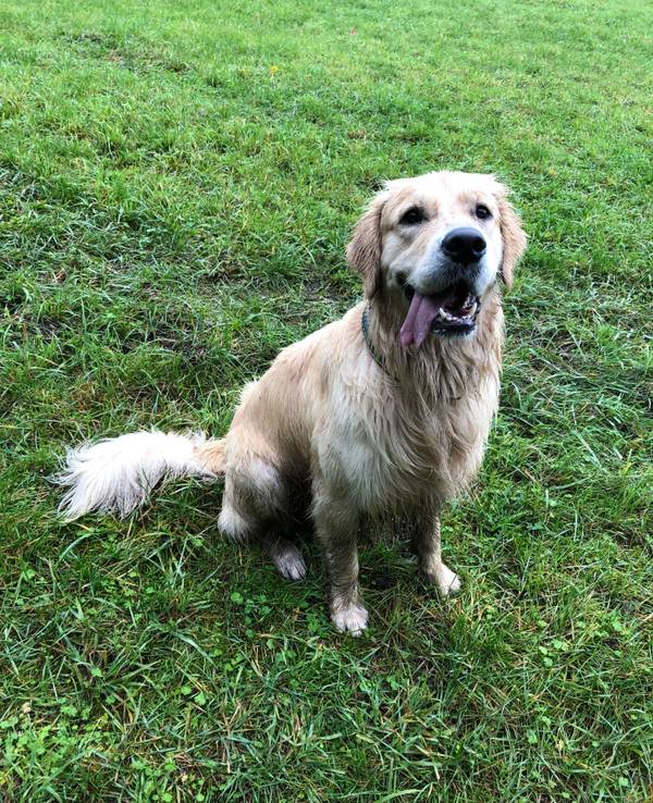 Golden Retriever Jake