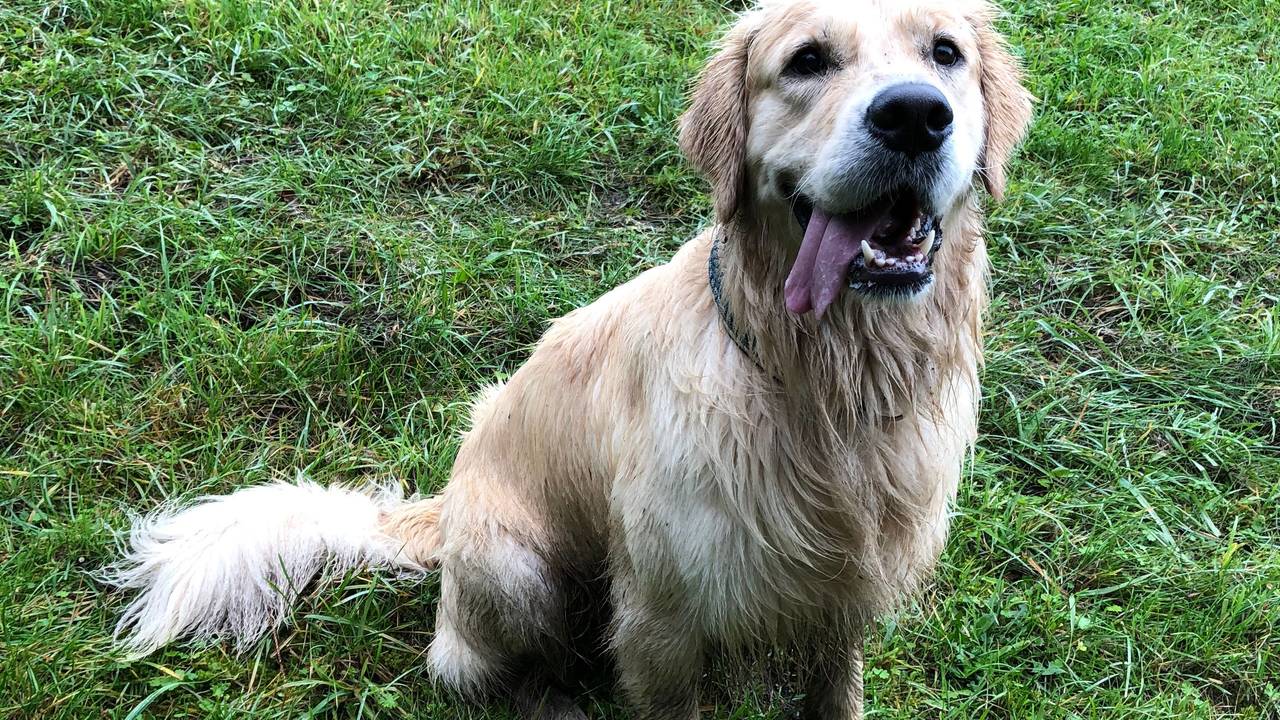 Golden Retriever Jake