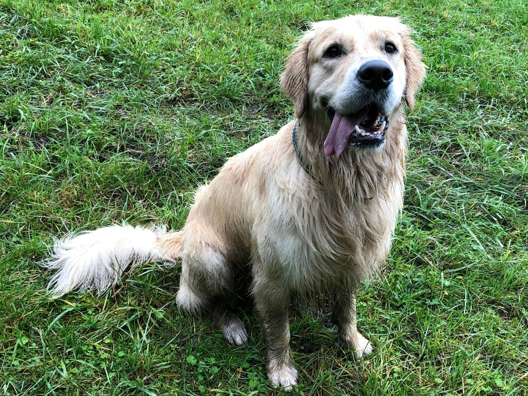 Golden Retriever Jake