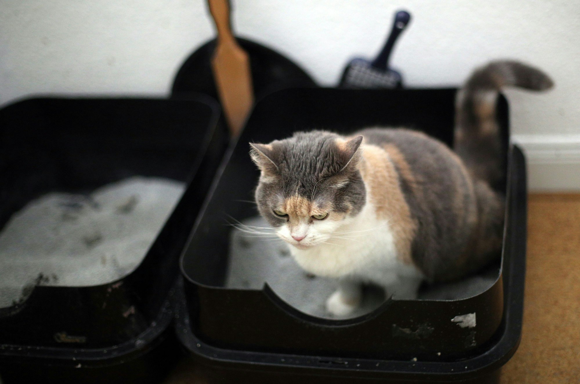 Das Bild zeigt eine Katze auf ihrem Katzenklo.