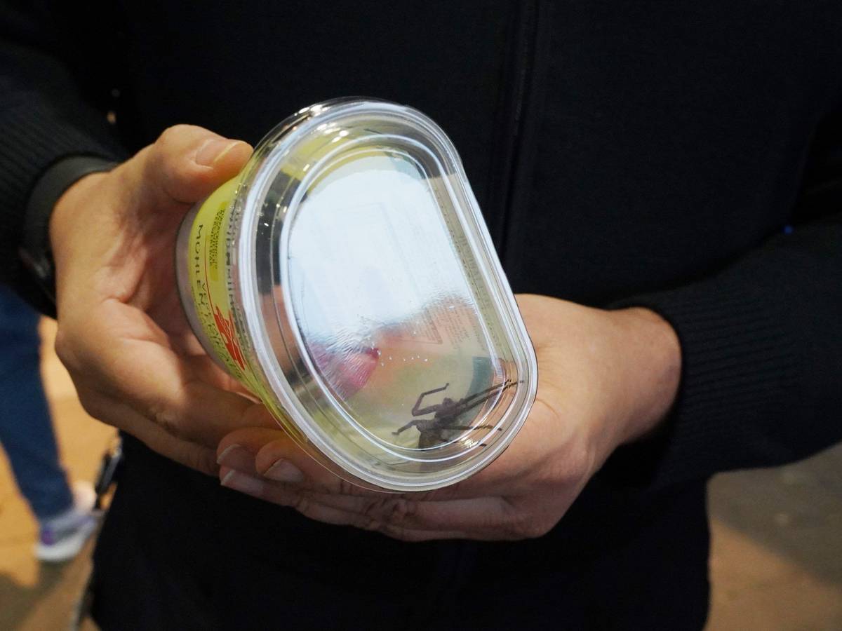 Eine Spinne unbekannten Ursprungs hat in einem Supermarkt in Ludwigsburg am 18. Dezember 2021 einen Rettungseinsatz ausgelöst. Als ein Mitarbeiter am Samstag eine Bananenkiste öffnete, sei das Tier herausgesprungen. Offenbar handelte es sich um eine Krabbenspinne.