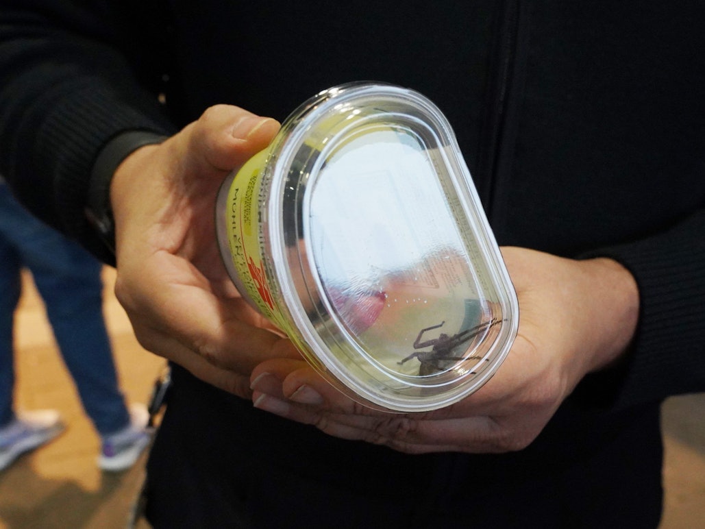 Eine Spinne unbekannten Ursprungs hat in einem Supermarkt in Ludwigsburg am 18. Dezember 2021 einen Rettungseinsatz ausgelöst. Als ein Mitarbeiter am Samstag eine Bananenkiste öffnete, sei das Tier herausgesprungen. Offenbar handelte es sich um eine Krabbenspinne.