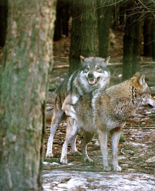 Ein Wolfsrudel während der Ranz- und Paarungszeit, aufgenommen im Wildpark des Biosphärenservats Schorfheide im Februar 2003.