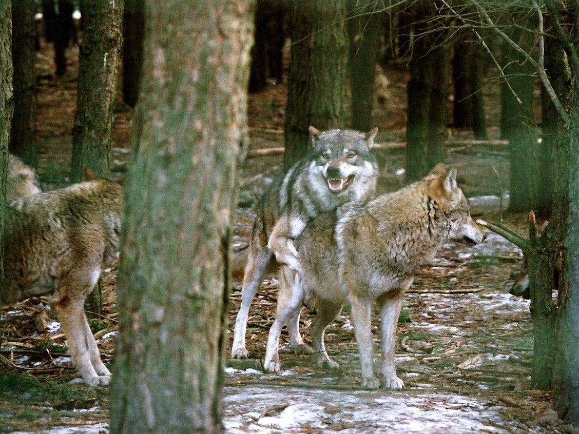Ein Wolfsrudel während der Ranz- und Paarungszeit, aufgenommen im Wildpark des Biosphärenservats Schorfheide im Februar 2003.