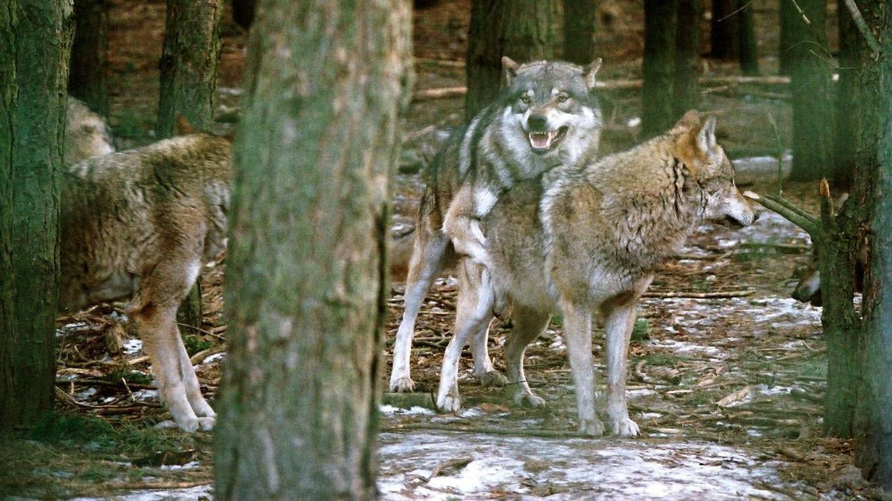 Ein Wolfsrudel während der Ranz- und Paarungszeit, aufgenommen im Wildpark des Biosphärenservats Schorfheide im Februar 2003.