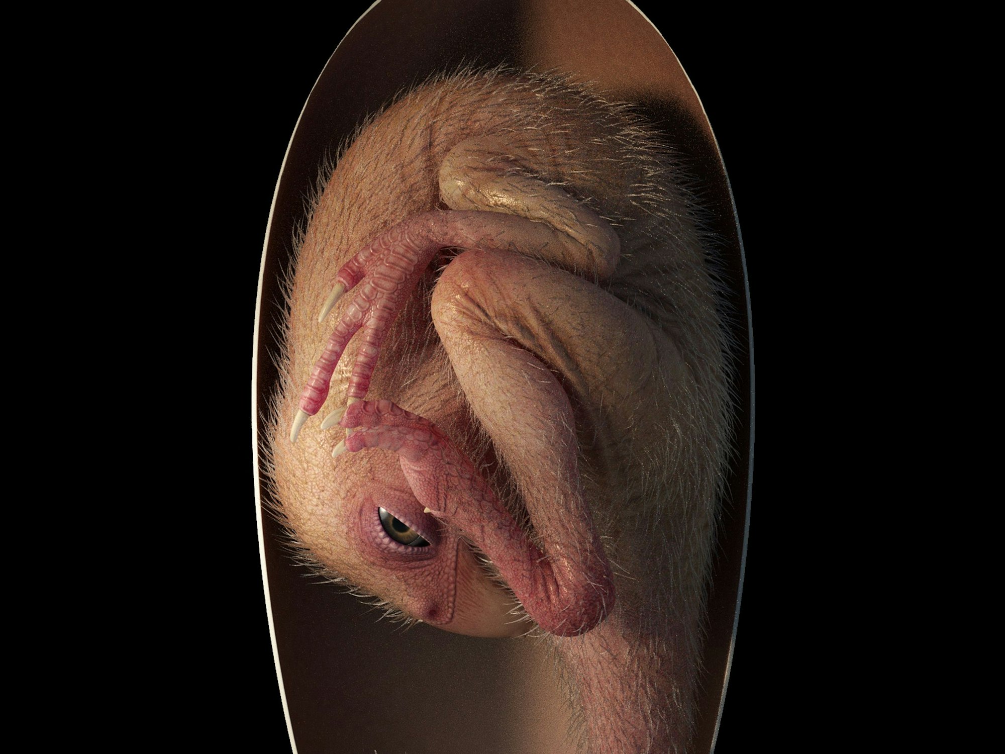 Lebendrekonstruktion eines kurz vor dem Schlüpfen stehenden Oviraptorosaurier-Embryos, basierend auf dem neuen Exemplar «Baby Yingliang». E