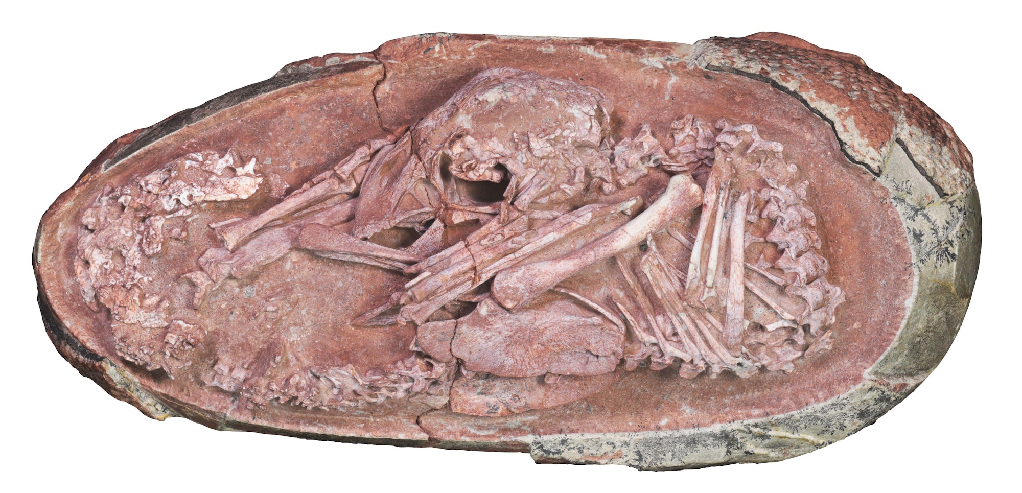 Foto des Oviraptorosaurier-Embryos «Baby Yingliang». Ein erstaunlich gut erhaltenes Skelett eines Dinosaurier-Embryos in einem versteinerten Ei hat neue Erkenntnisse über die Entwicklung der urzeitlichen Tiere gebracht. (zu dpa «Blick in versteinertes Ei: Dino-Baby kauerte wie ein Vogel-Küken»)
