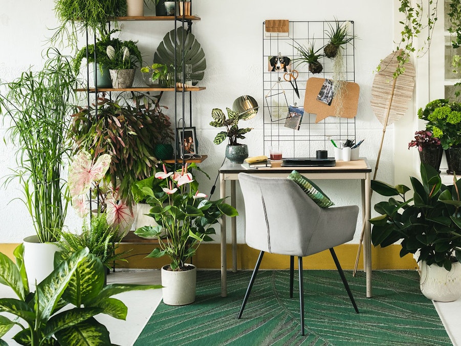 Luftreinigende Zimmerpflanzen haben einen positiven Einfluss auf unser Wohlbefinden im Home-Office.