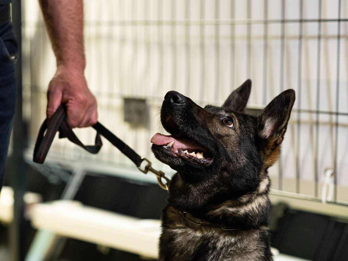 Corona-Spürhündin Bea (Deutscher Schäferhund) in der Teststation in Hannover.
