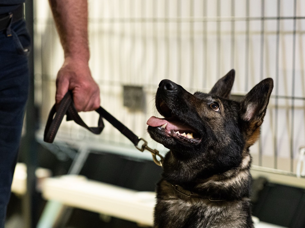 Corona-Spürhündin Bea (Deutscher Schäferhund) in der Teststation in Hannover.