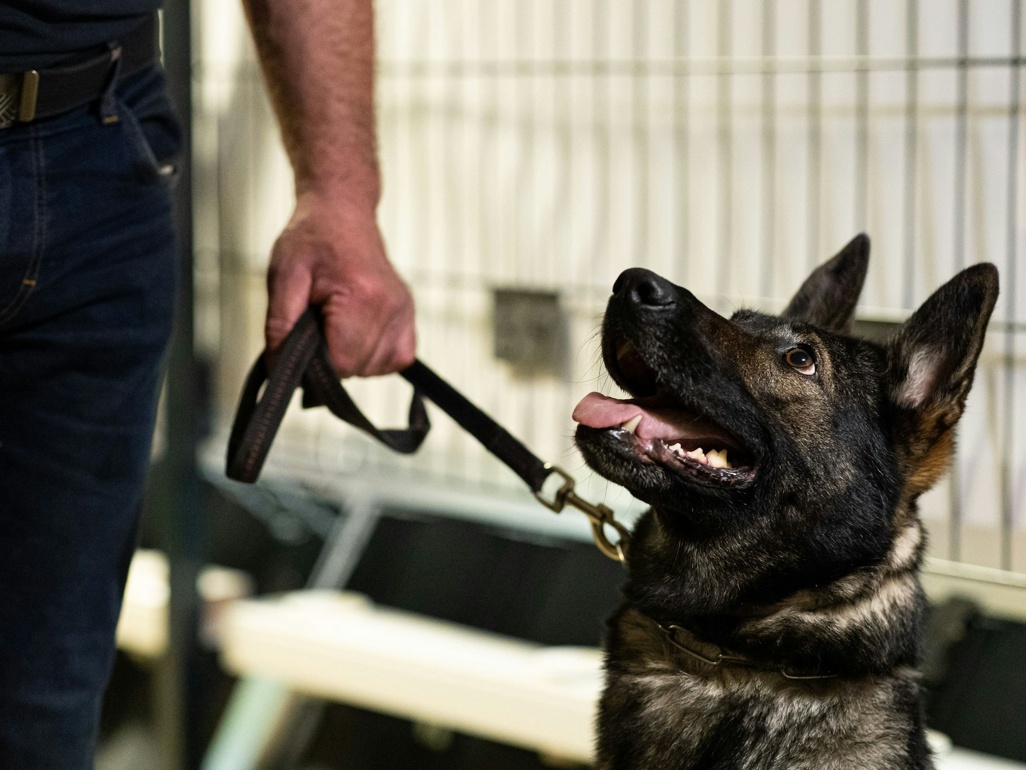 Corona-Spürhündin Bea (Deutscher Schäferhund) in der Teststation in Hannover.