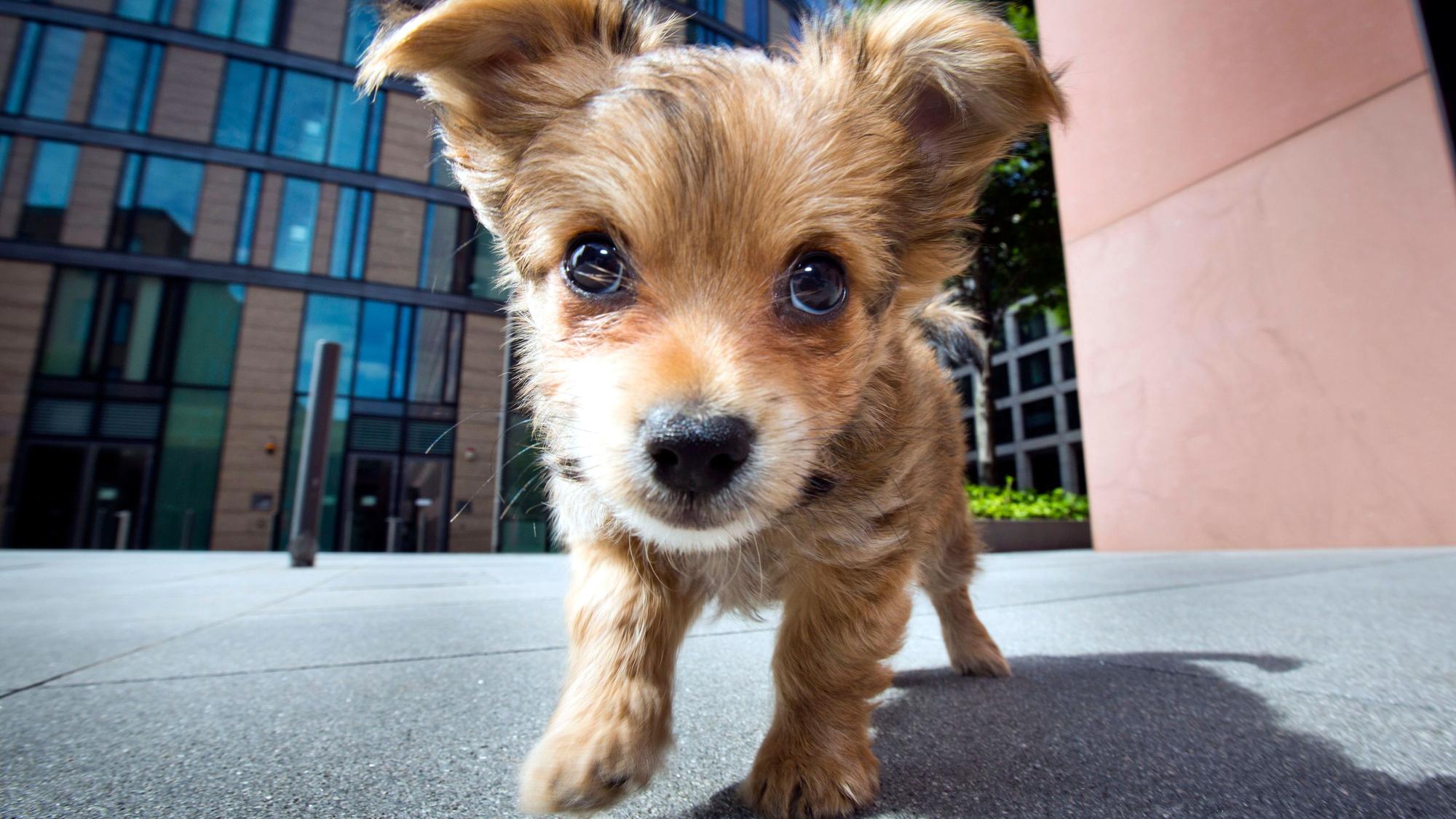 Ein kleiner Terrier tollt in Frankfurt am Main auf einem Platz am Rande der Innenstadt herum.