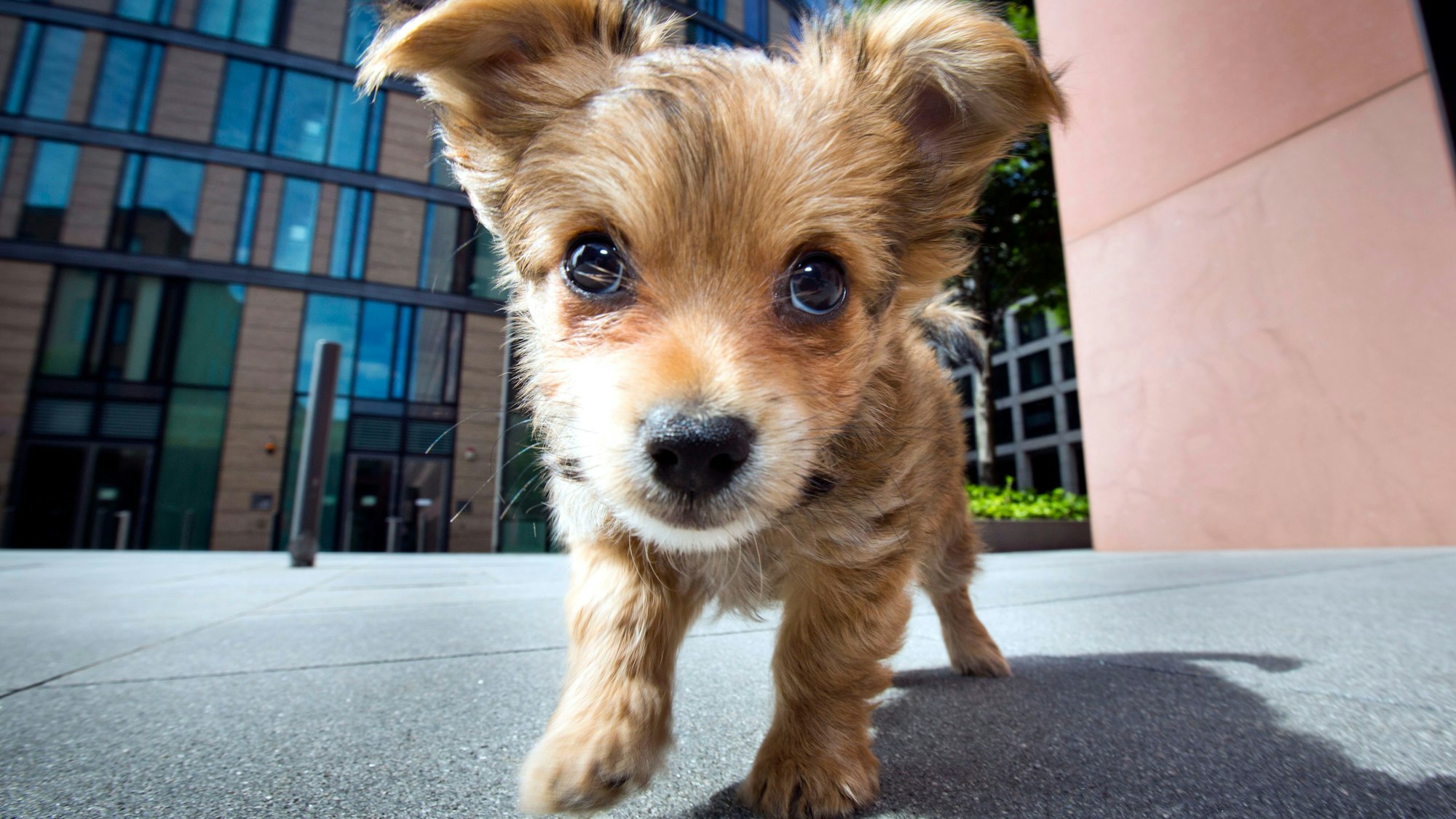 Ein kleiner Terrier tollt in Frankfurt am Main auf einem Platz am Rande der Innenstadt herum.