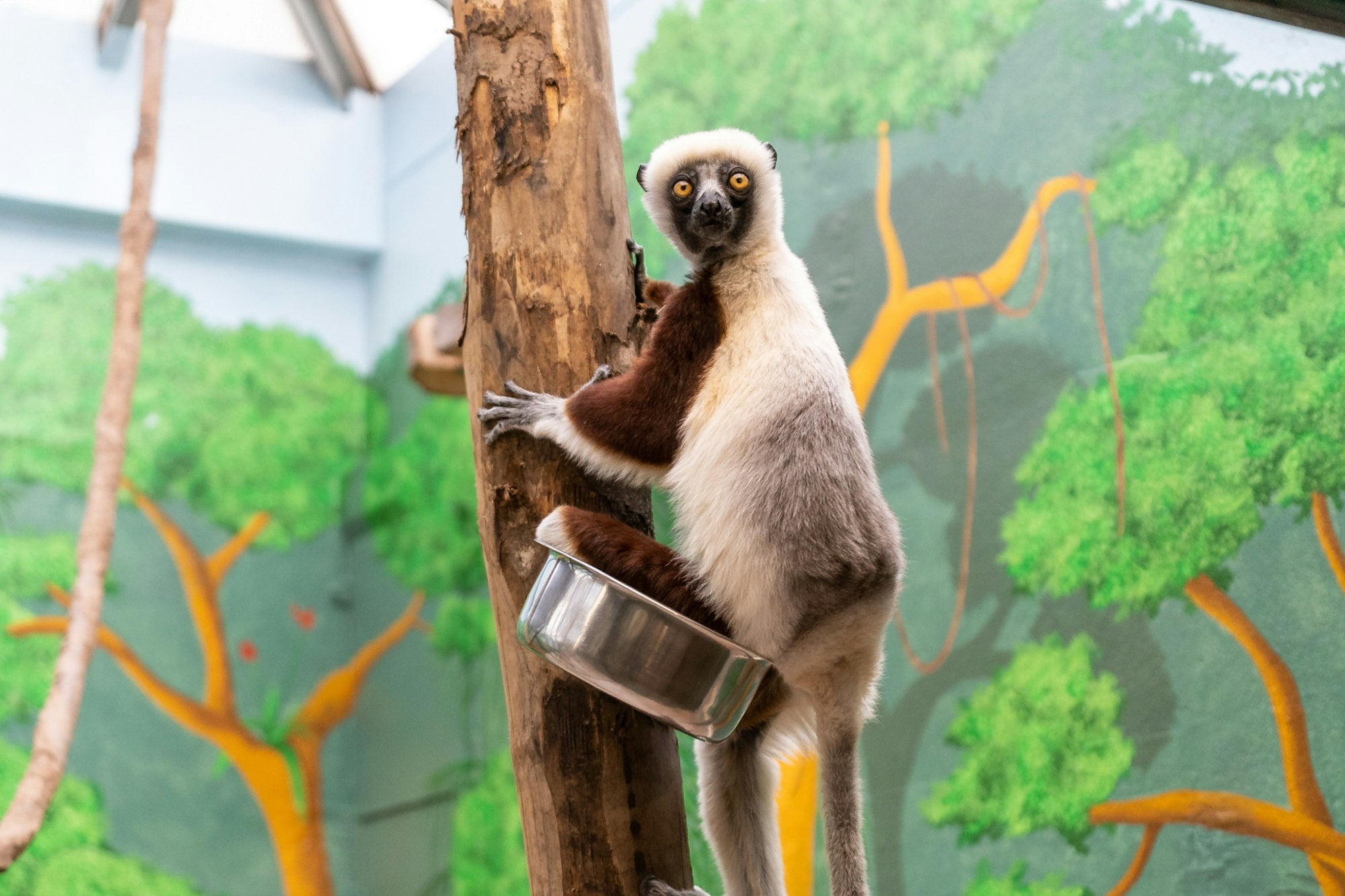 Foto zeigt Ziggy, ein Coquerel-Sifaka im Kölner Zoo