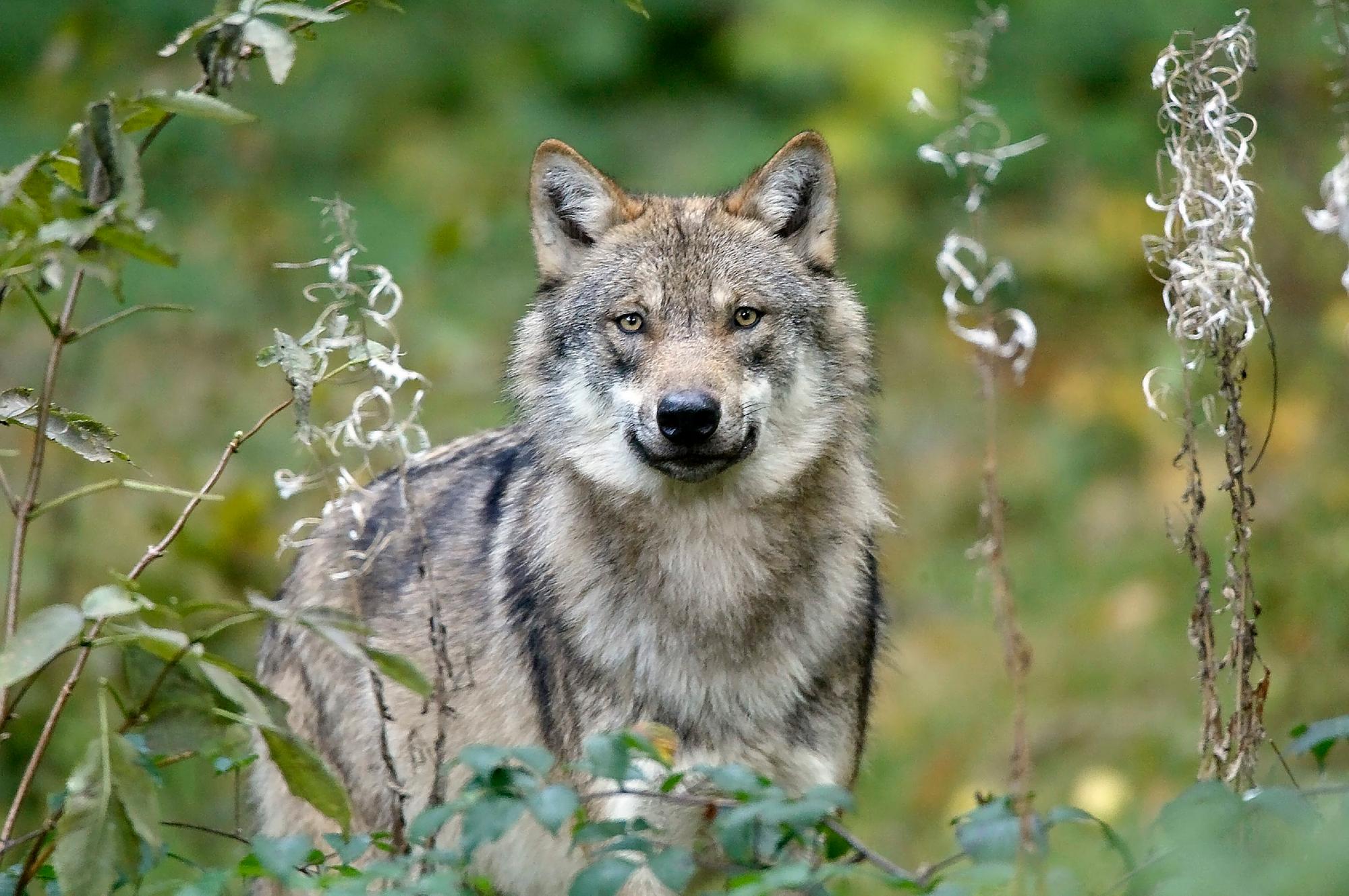 Ob sich ein Wolf (hier ein Archivfoto aus dem Oberbergischen von 2010) im Kölner Königsforst ausbreitet, ist derzeit noch nicht gesichert.