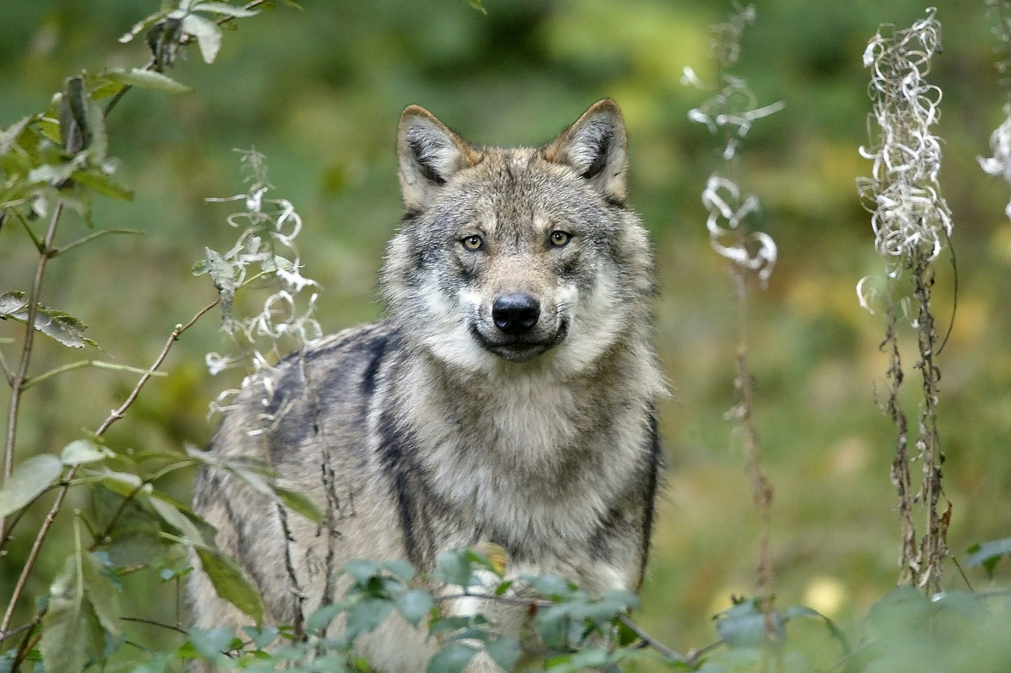 Ob sich ein Wolf (hier ein Archivfoto aus dem Oberbergischen von 2010) im Kölner Königsforst ausbreitet, ist derzeit noch nicht gesichert.