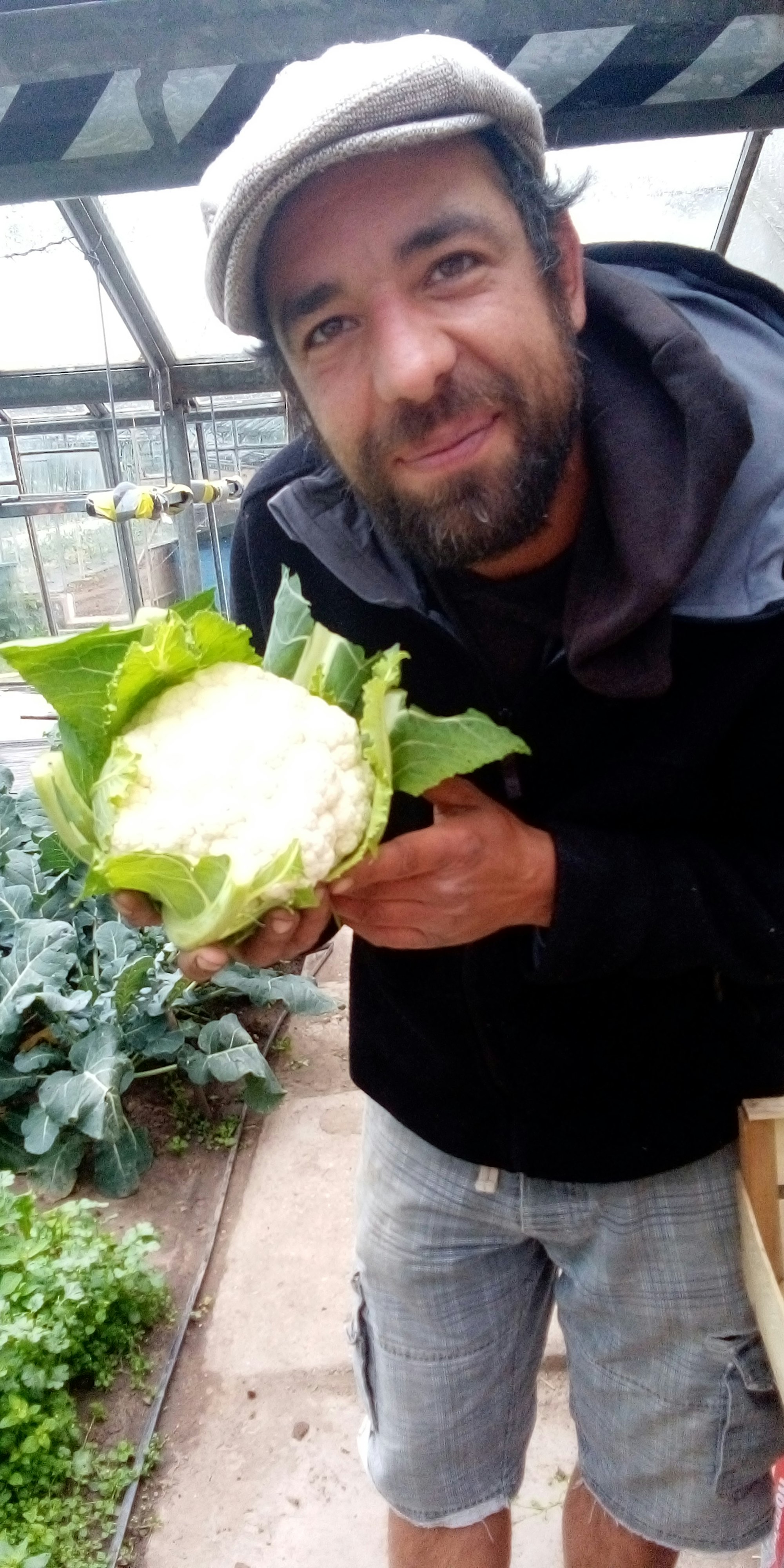 Kölner Gabriel Schmidt mit einem Blumenkohl in der Gärtnerei, in der er arbeitet