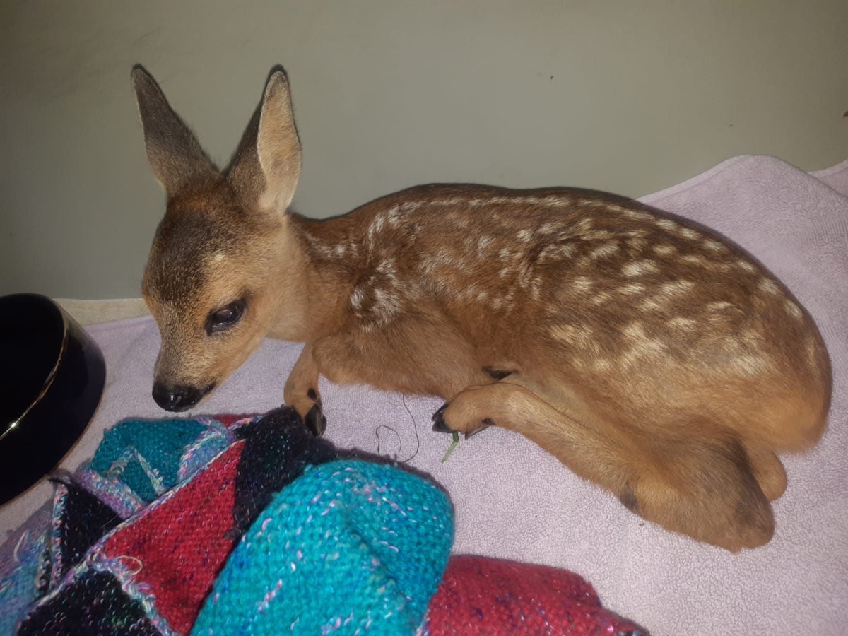 Das Rehkitz kauert auf einer Decke.