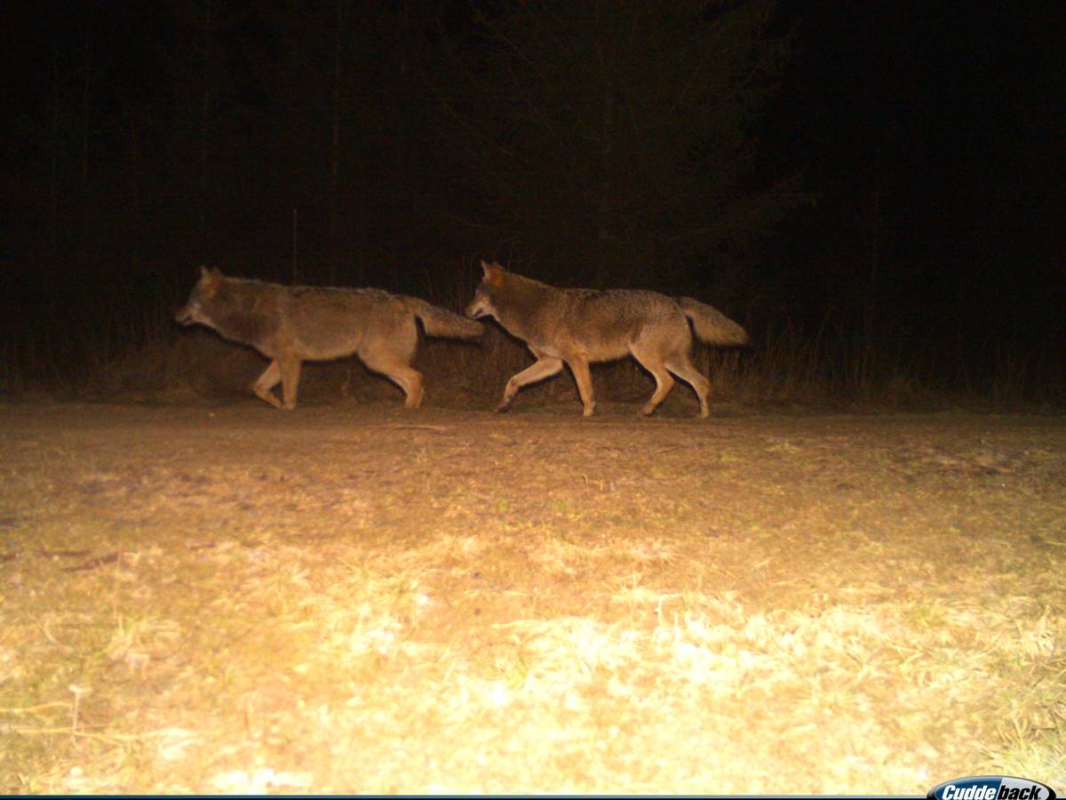 Zwei Wölfe sind im Landkreis Nordhausen in eine Fotofalle getappt
