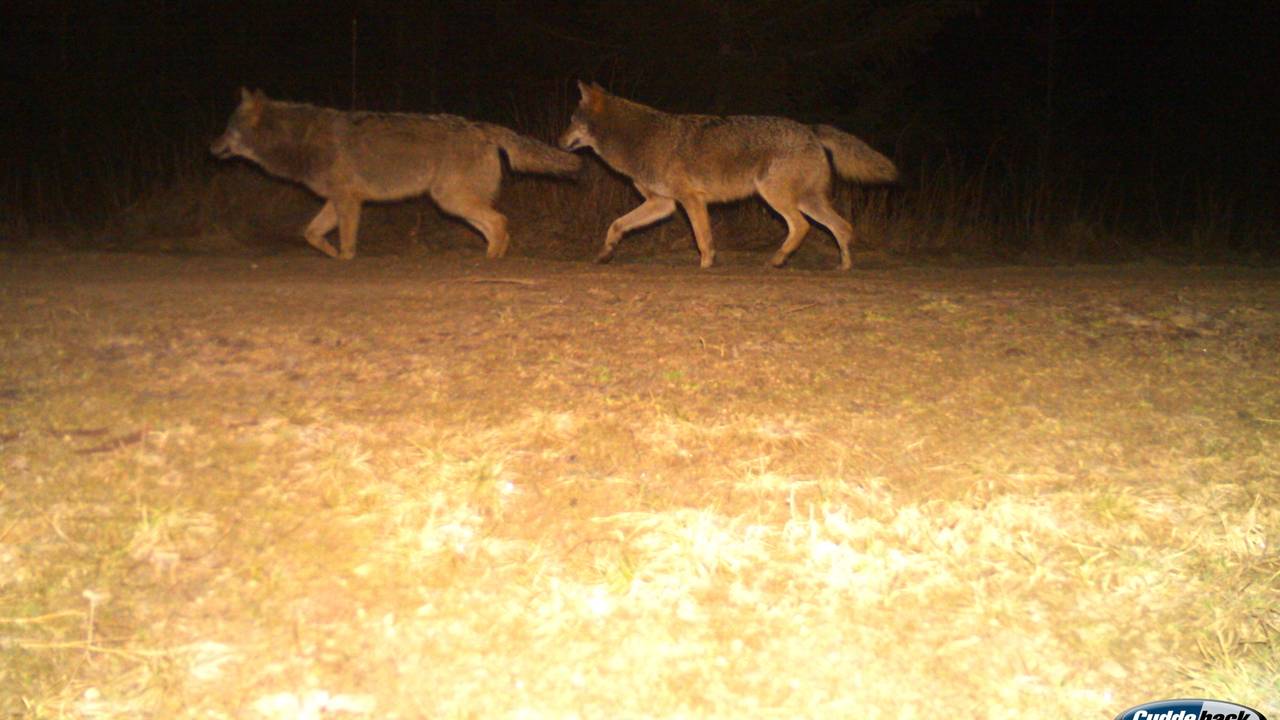 Zwei Wölfe sind im Landkreis Nordhausen in eine Fotofalle getappt
