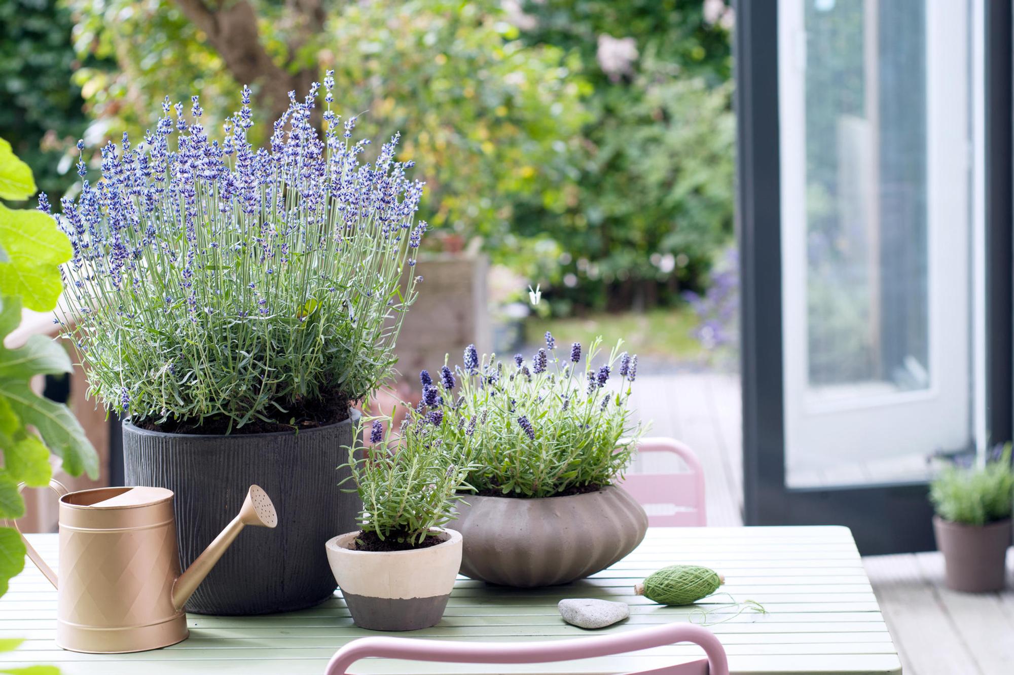 Lavendel kann in Töpfen arrangiert auf der Terrasse Mücken abschrecken.