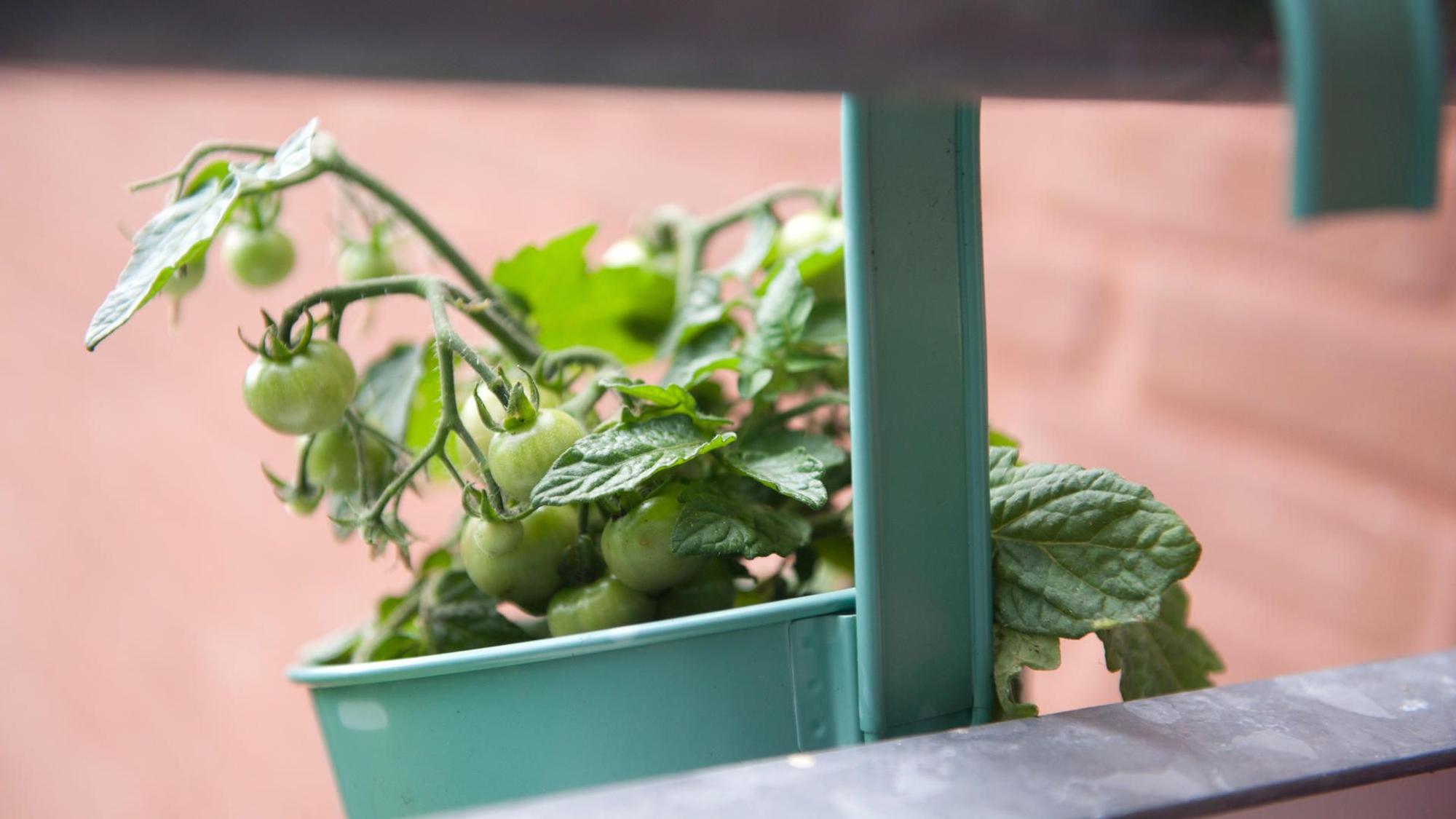 Die Blätter einer Tomate sollen Stechmücken abwehren.
