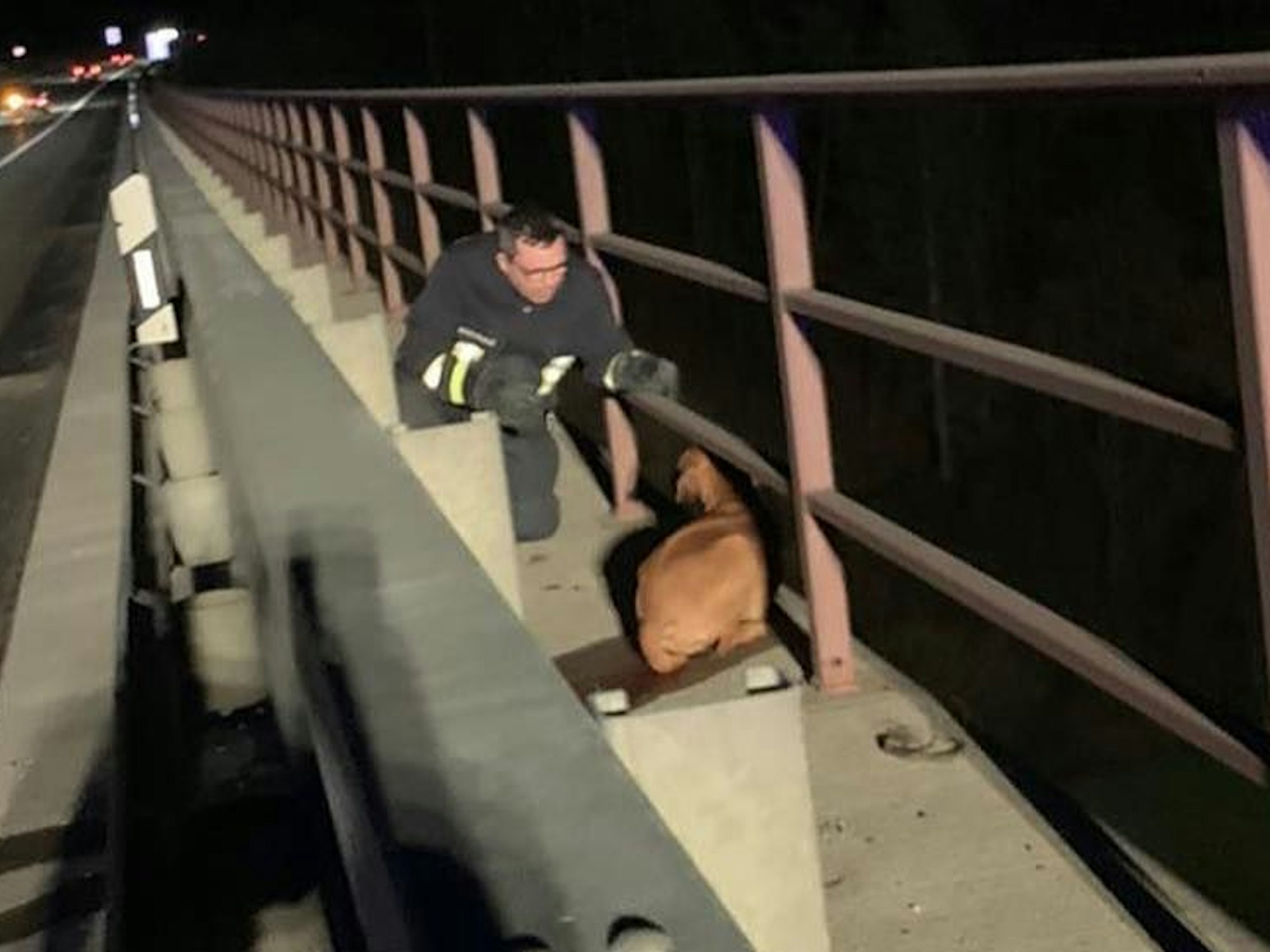 Feuerwehrmann nähert sich dem Hund an der Mittelschutzplanke auf der A4.