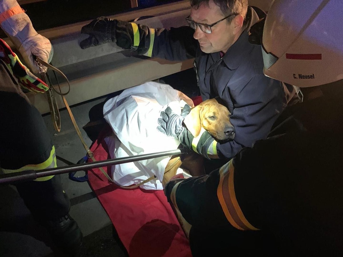 Ein Feuerwehrmann umarmt den geretteten Hund auf der Autobahn 4.