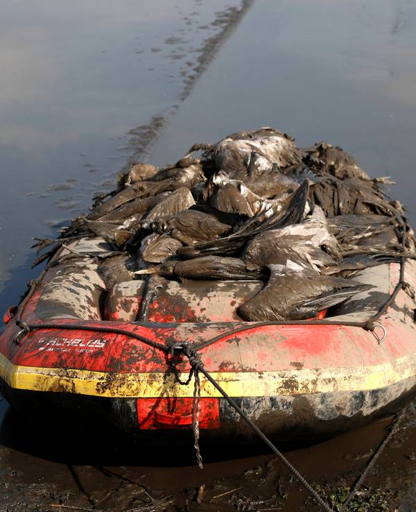 Dutzende tote Kraniche liegen am 2. Januar in einem Bot auf dem Hula Lake in Israel. Eine massive Vogelgrippe hat tausende Tiere getötet und die Angst vor einer neuen Pandemie geschürt.
