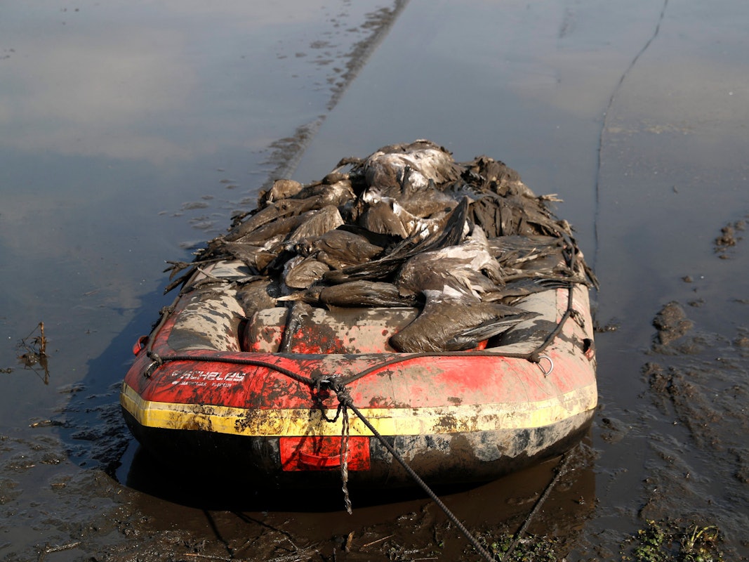 Dutzende tote Kraniche liegen am 2. Januar in einem Bot auf dem Hula Lake in Israel. Eine massive Vogelgrippe hat tausende Tiere getötet und die Angst vor einer neuen Pandemie geschürt.