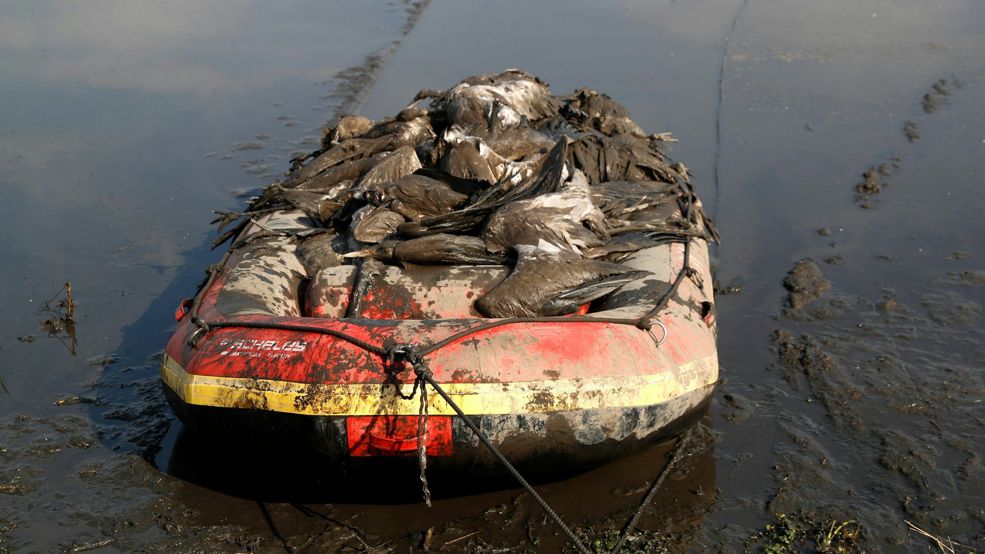 Dutzende tote Kraniche liegen am 2. Januar in einem Bot auf dem Hula Lake in Israel. Eine massive Vogelgrippe hat tausende Tiere getötet und die Angst vor einer neuen Pandemie geschürt.