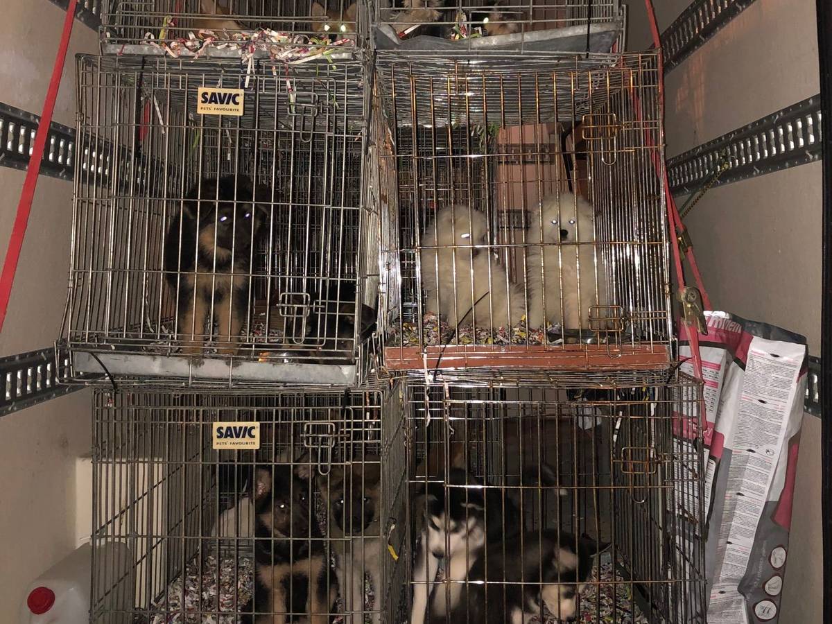 In einem Transporter stehen mehrere Käfige, in denen insgesamt mehr als 60 Hundewelpen eingesperrt sind.