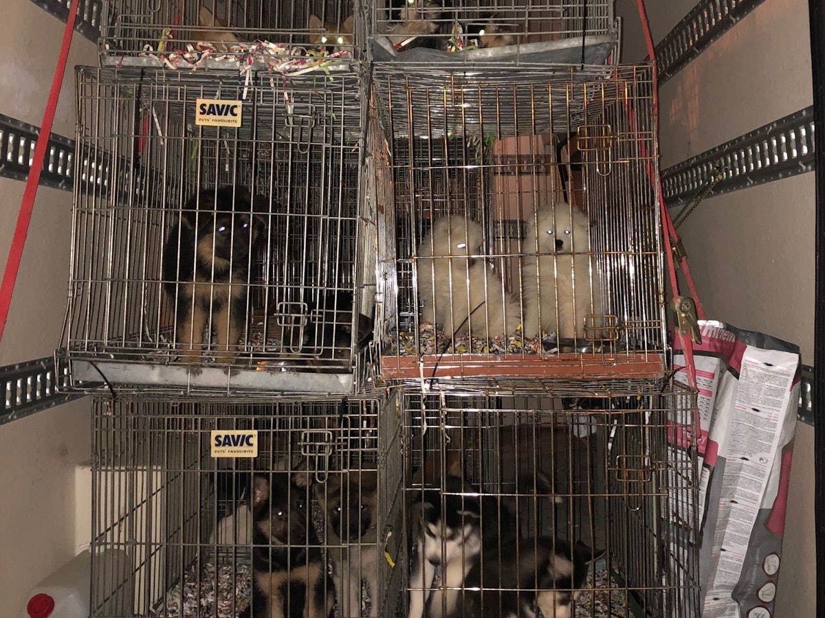 In einem Transporter stehen mehrere Käfige, in denen insgesamt mehr als 60 Hundewelpen eingesperrt sind.