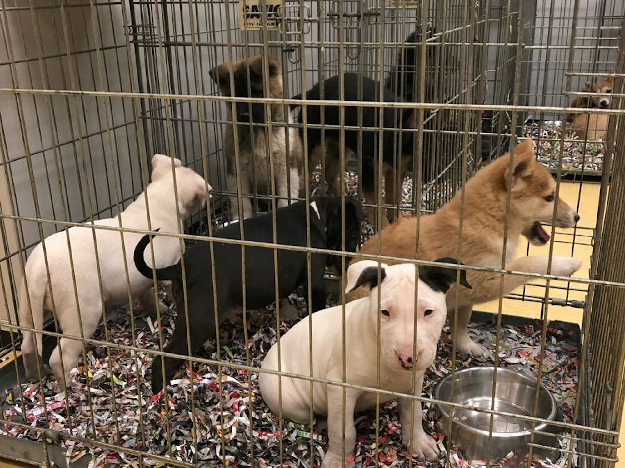 Hundewelpen sitzen in einem kleinen Käfig.