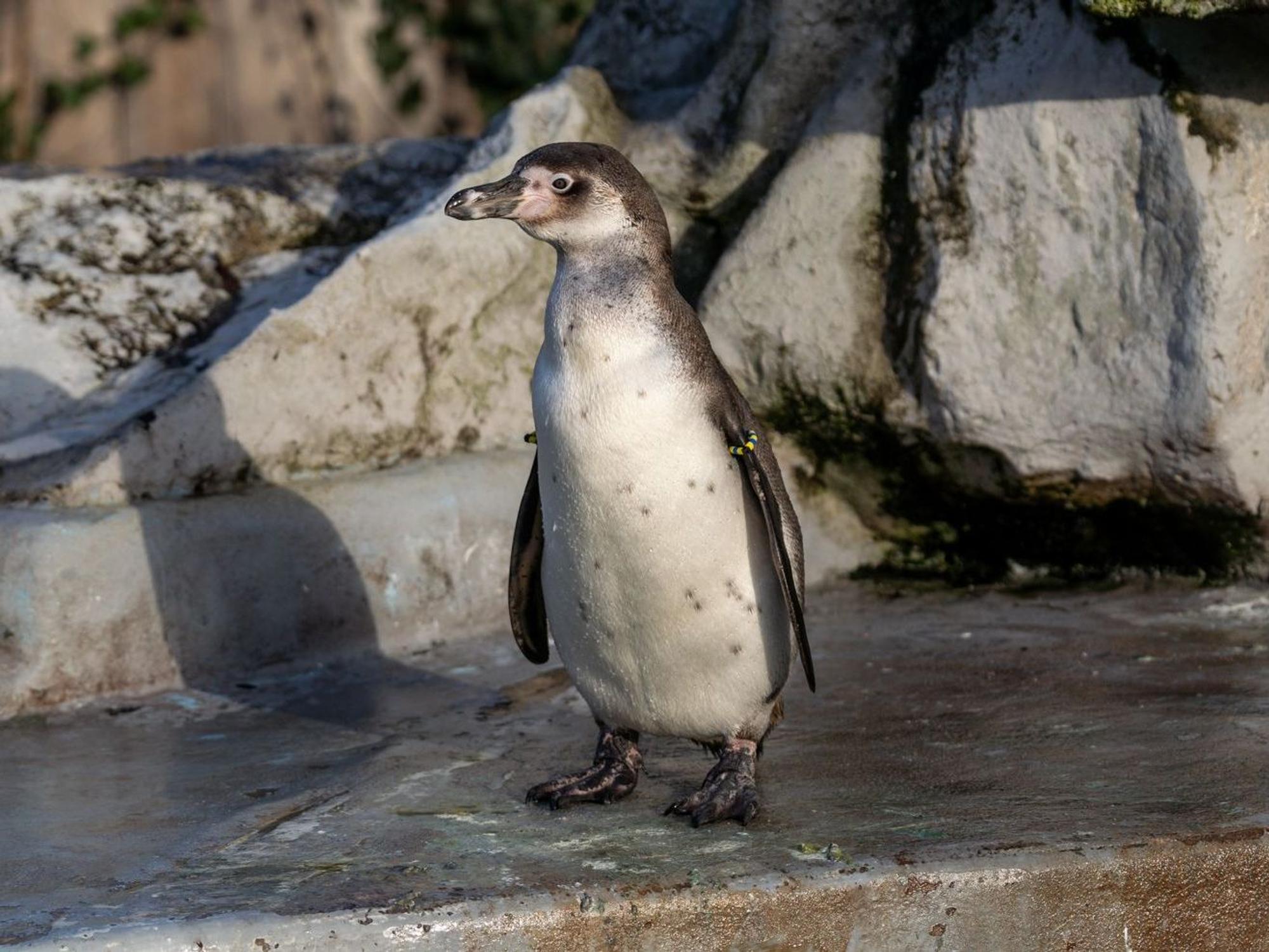 Köln: Ein Humboldt-Pinguin steht in der Pinguinanlage des Kölner Zoos.