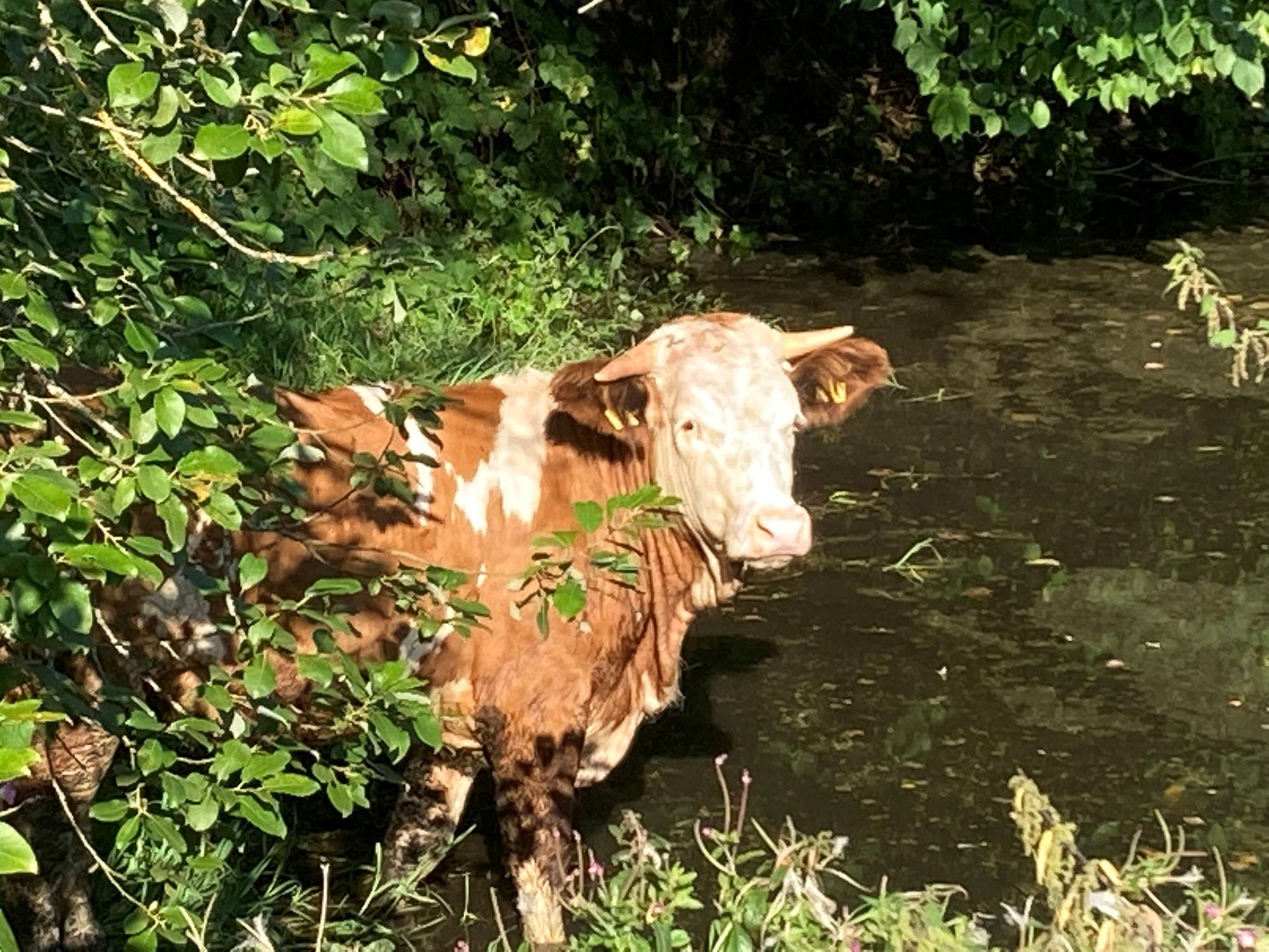 Eine Kuh nimmt am 9.9.2021 ein Bad in einem Teich.