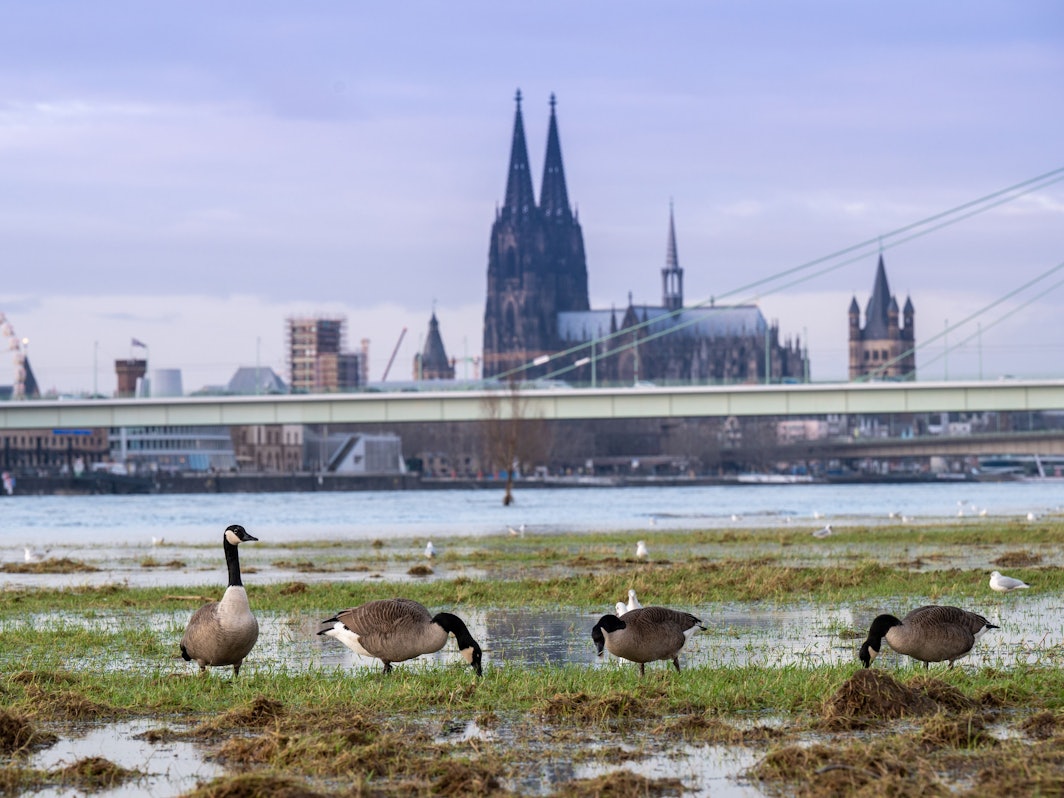 Kanadagänse bevölkern die nassen Poller Wiesen