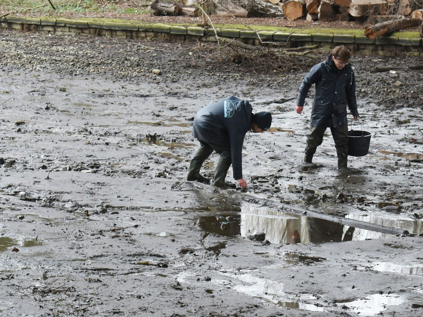 Zwei Männer laufen über den schlammigen Grund des Auensees und sammeln Großmuscheln ein.