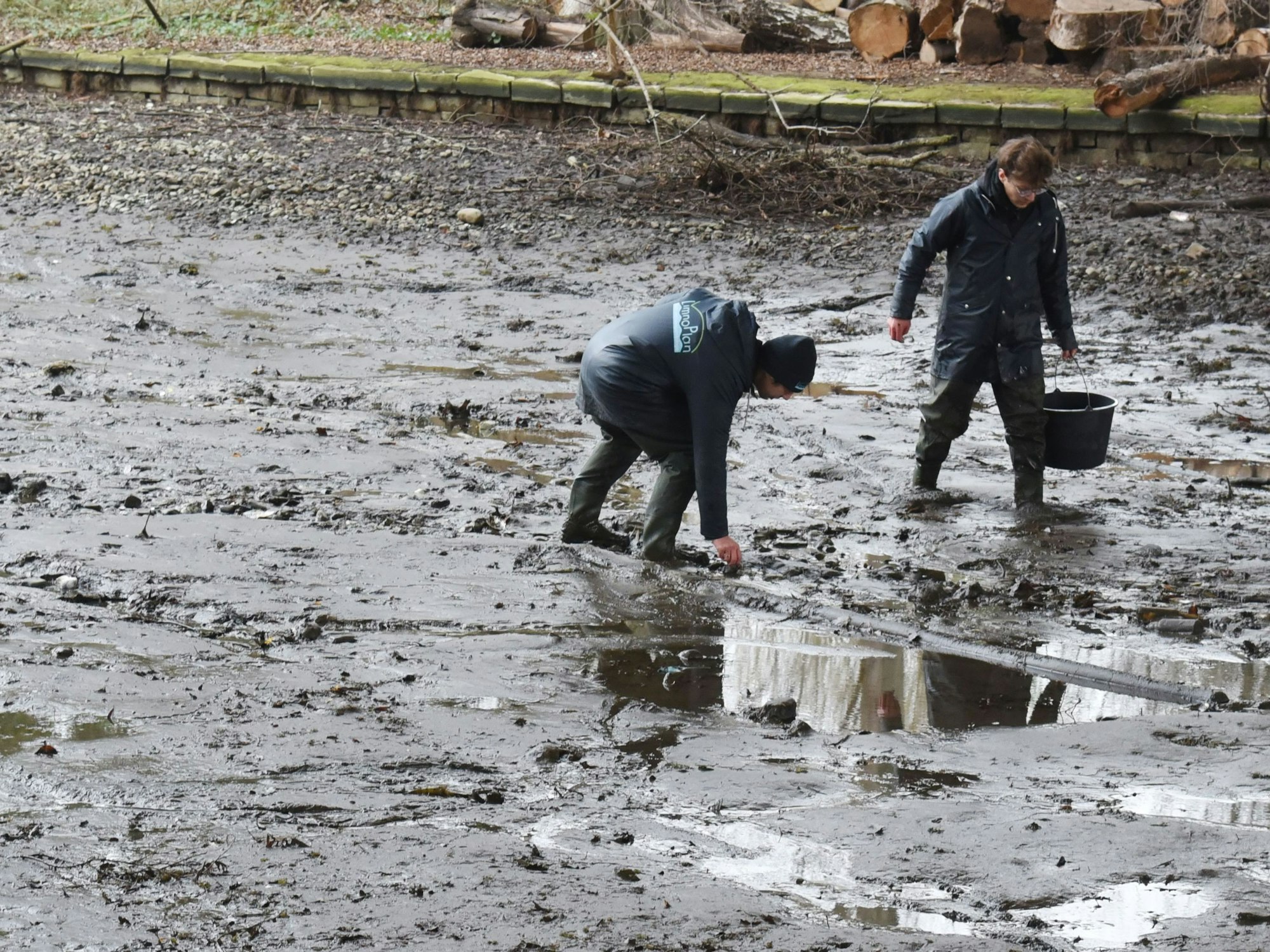Zwei Männer laufen über den schlammigen Grund des Auensees und sammeln Großmuscheln ein.