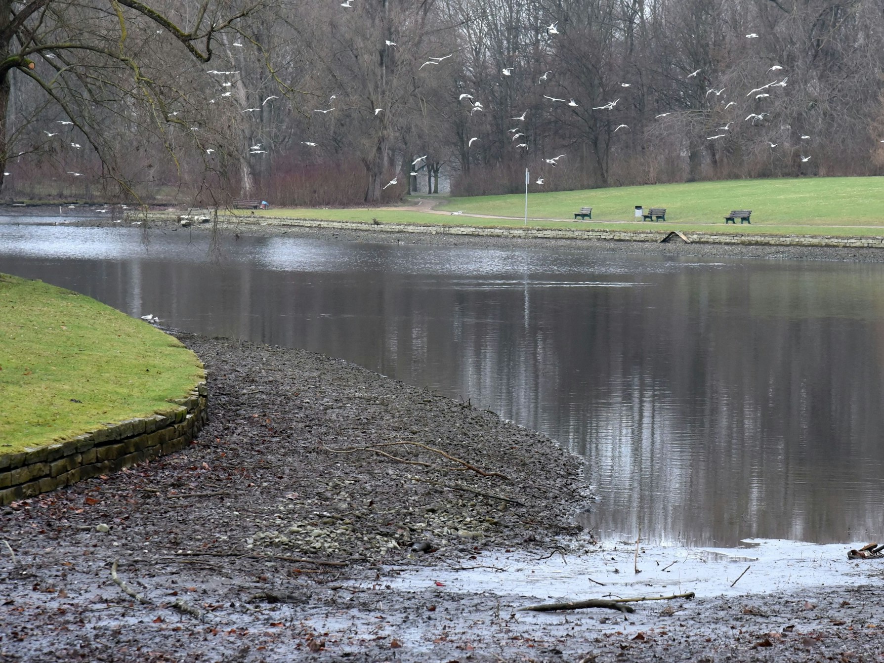 Der Rheinauensee in Bonn