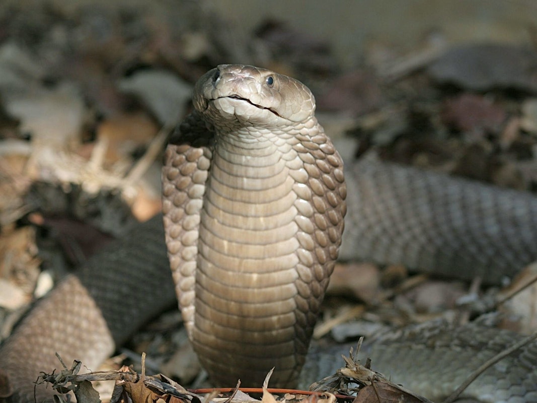 Gefährliche Tiere im Dschungelcamp 2022: Das Foto dieser Speikobrawurde im Jahr 2000 in Nairobi (Kenia) aufgenommen.